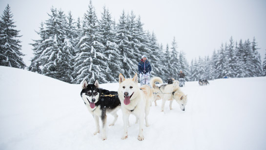 Sled dogs in Les 3 Vallées: a family discovery