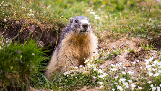 Marmotte dans le Parc National de la Vanoise