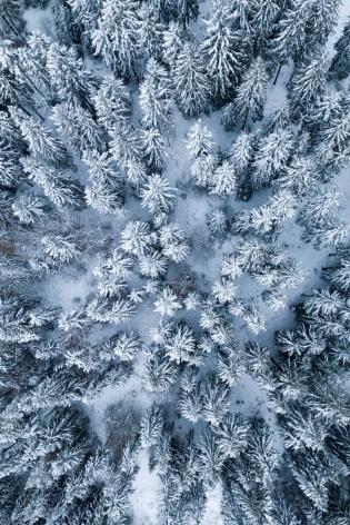 Sylvothérapie : bain de forêt dans Les 3 Vallées