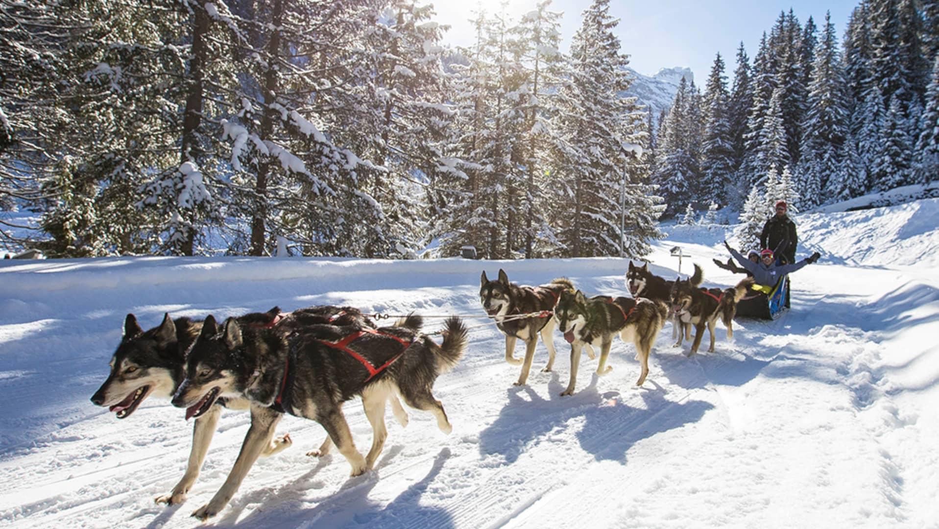 Dog sledding French Alps Les 3 Vallées