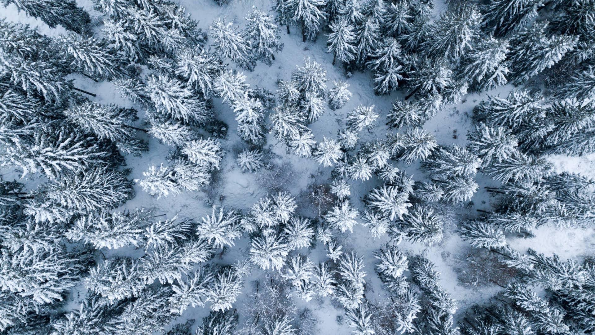 Sylvothérapie : bain de forêt dans Les 3 Vallées