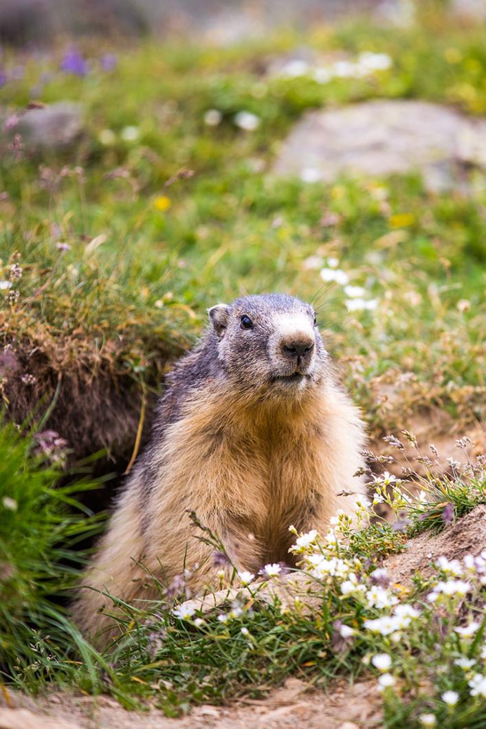 Marmotte in Méribel during spring