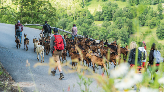 Montée en alpage depuis le village de Saint-Martin dans Les 3 Vallées