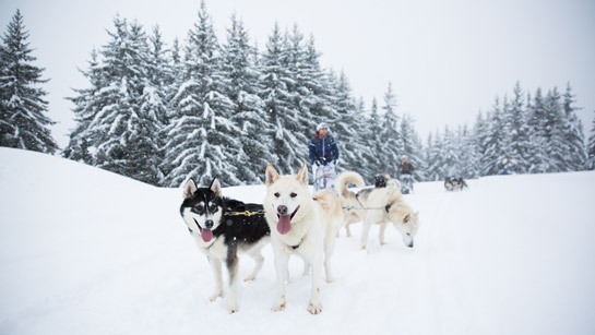 Chiens de traineaux dans Les 3 Vallées : découverte en famille