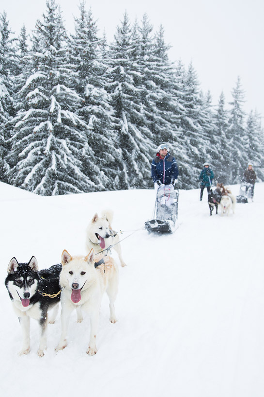 Dog-sledding in Méribel at the heart of Les 3 Vallées