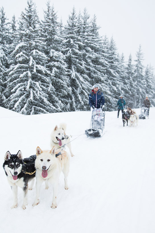 Chiens de traineaux à Méribel au cœur des 3 Vallées